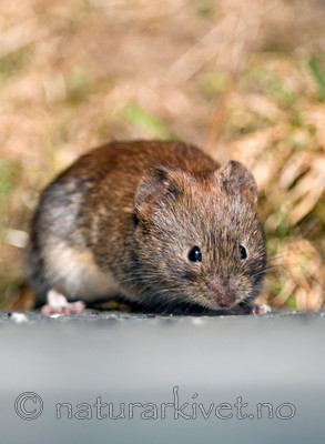 BB 11 0093 / Myodes glareolus / Klatremus